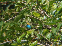 Tangara cyanoventris