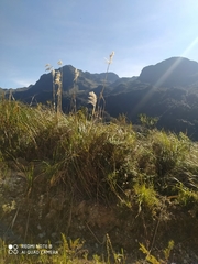 Austroderia richardii