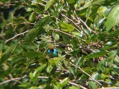 Tangara cyanoventris