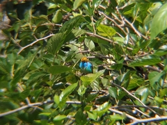Tangara cyanoventris