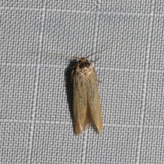Holcocera immaculella