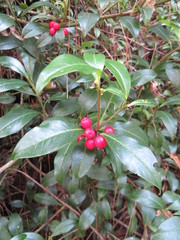 Myrsine penduliflora