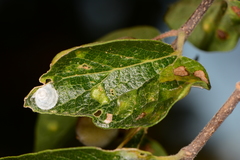 Tetragonocephala flava