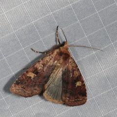 Diarsia jucunda