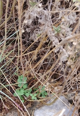 Scutellaria brevibracteata