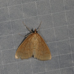 Framinghamia helvalis