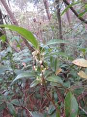 Myrsine penduliflora