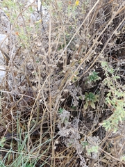 Scutellaria brevibracteata