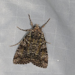 Anaplectoides pressus