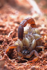 Lychas tricarinatus