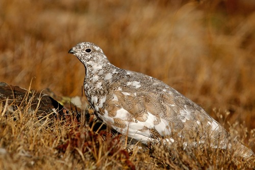 White-tailed Ptarmigan