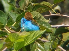Tangara cyanoventris