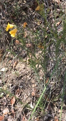 Brachystigma wrightii