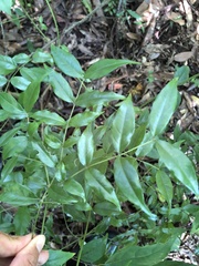 Coptosapelta diffusa