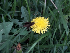 Cymaenes odilia