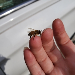Apis mellifera