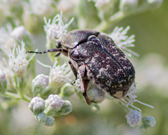 Euphoria sepulcralis