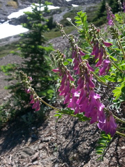 Hedysarum occidentale