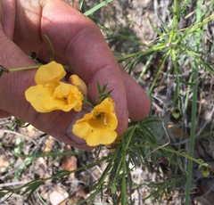 Brachystigma wrightii