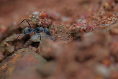Camponotus