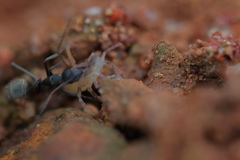 Camponotus