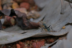 Camponotus