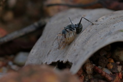 Camponotus