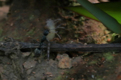 Camponotus
