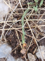 Chiliadenus iphionoides