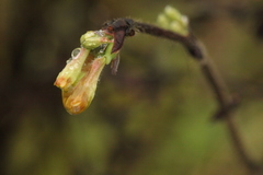 Lonicera caerulea edulis