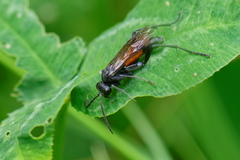 Macrophya annulata