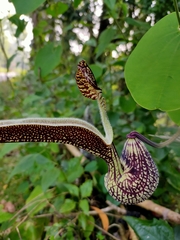 Aristolochia ringens