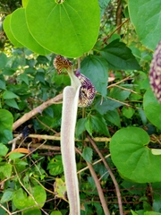 Aristolochia ringens