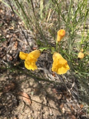 Brachystigma wrightii