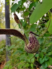 Aristolochia ringens