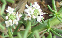 Selago densiflora image
