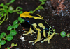 Dendrobates - Photo (c) Yannick Vandenberghe, some rights reserved (CC BY-NC-SA)