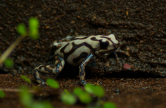 Green and Black Poison Dart Frog photo 5