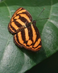 Lasippa tiga siaka