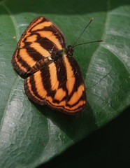 Lasippa tiga siaka