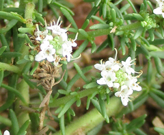 Selago densiflora image