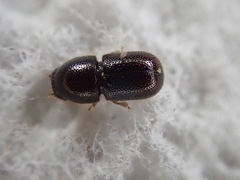 Xylographus bostrichoides