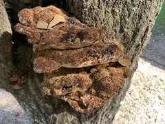 Inonotus quercustris