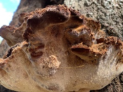 Inonotus quercustris