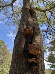 Inonotus quercustris