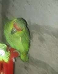 Amazona autumnalis lilacina