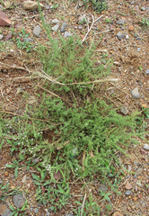 Selago densiflora image