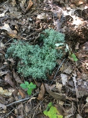Cladonia furcata image
