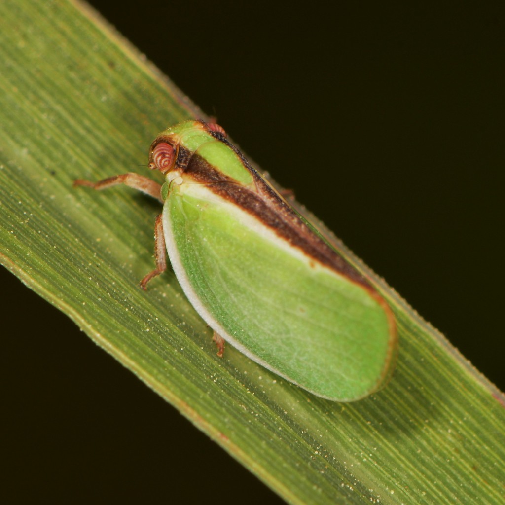 Acanalonia fasciata
