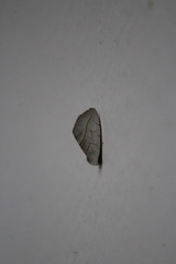 Plagiomimicus phalaenoides